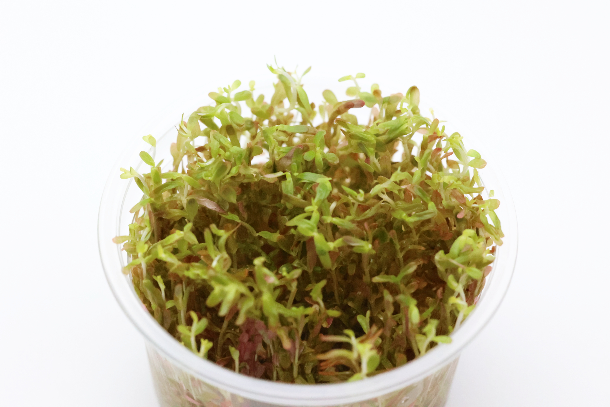 H'Ra-Rotala, Rotala sp. "H'Ra", In Vitro